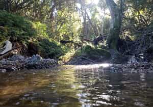Greetings from Grootbos Private Nature Reserve!