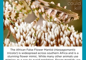 Under the Microscope: How Ambush Predators Hunt and Survive