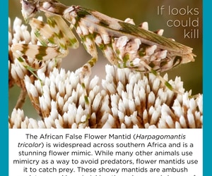 Under the Microscope: How Ambush Predators Hunt and Survive