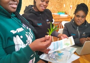 Sour Fig - Nature’s Skin Remedy!