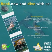 Great Sightings with White Shark Projects