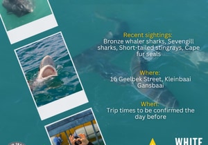 Great Sightings with White Shark Projects