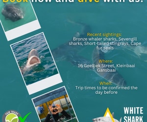 Great Sightings with White Shark Projects