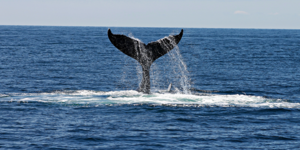 How to Make Whale Season Work for Your Business