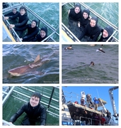 Daily Blog: 07 July 2025 | Shark Cage Diving in South Africa