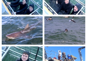 Daily Blog: 07 July 2025 | Shark Cage Diving in South Africa