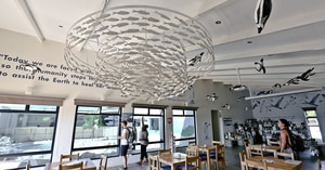 Visit the African Penguin & Seabird Sanctuary for FREE!