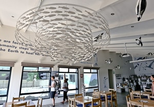 Visit the African Penguin & Seabird Sanctuary for FREE!