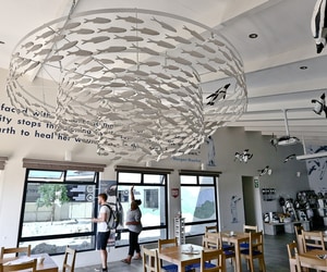 Visit the African Penguin & Seabird Sanctuary for FREE!