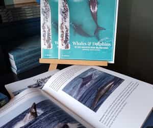 Whales & Dolphins of the Greater Dyer Island Area