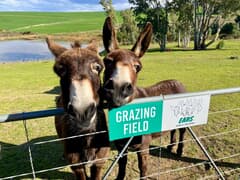 Visit EARS Donkey Sanctuary this Mandela Day