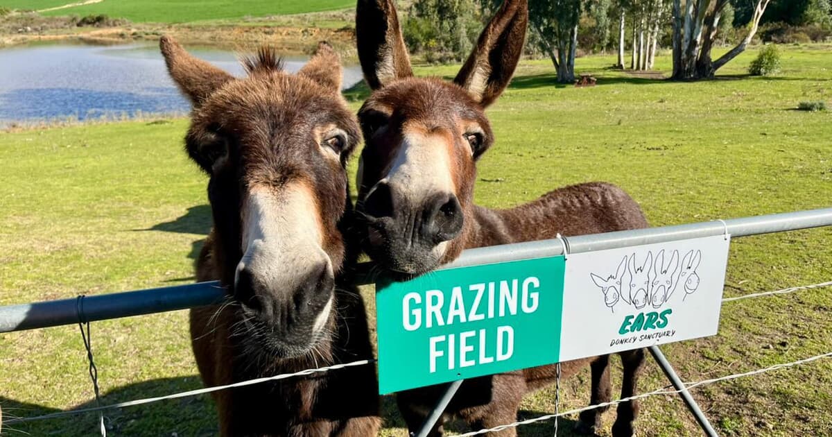 Visitears Visit EARS Donkey Sanctuary this Mandela Day - Xplorio™ Greyton ...