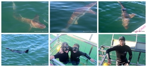 Daily Blog: 14 July 2025 | Shark Cage Diving in South Africa