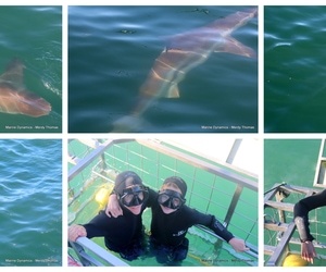 Daily Blog: 14 July 2025 | Shark Cage Diving in South Africa