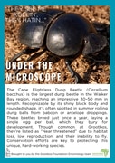 Under the Microscope: Cape Flightless Dung Beetle