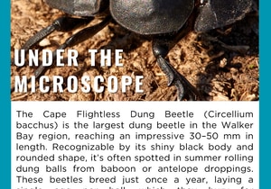 Under the Microscope: Cape Flightless Dung Beetle