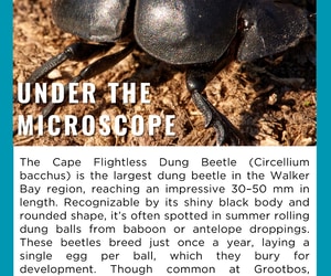 Under the Microscope: Cape Flightless Dung Beetle