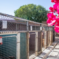 Dogs - BARC Animal Welfare - Xplorio™ Gansbaai