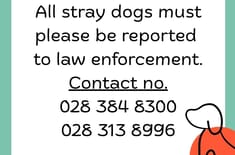 _English_2__1752738622