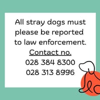 Stray Animals - BARC Animal Welfare - Xplorio™ Gansbaai