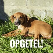 Adopt This Sweet Puppy