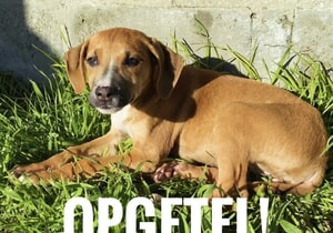 Adopt This Sweet Puppy