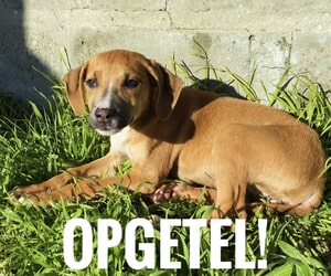 Adopt This Sweet Puppy