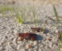Explore the Wild Nature of Grootbos