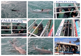 Daily Blog: 21 July 2025 | Shark Cage Diving in South Africa