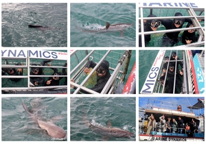 Daily Blog: 21 July 2025 | Shark Cage Diving in South Africa