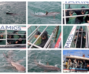 Daily Blog: 21 July 2025 | Shark Cage Diving in South Africa
