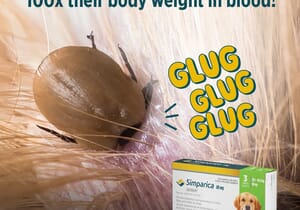 Stop Ticks in Their Tracks with SIMPARICA!