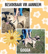 Meet Gogga - A Sweet 3-Year-Old Girl Looking for a Loving Home