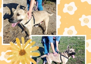 Meet Gogga - A Sweet 3-Year-Old Girl Looking for a Loving Home