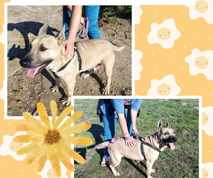 Meet Gogga - A Sweet 3-Year-Old Girl Looking for a Loving Home