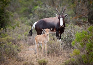 State of Conservation Report