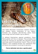Living Large and Fierce - Meet the Table Mountain Cockroach