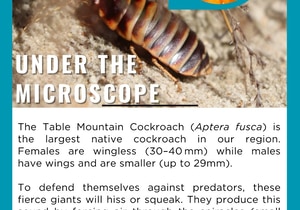 Living Large and Fierce - Meet the Table Mountain Cockroach