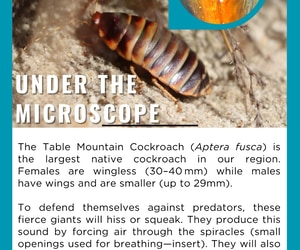 Living Large and Fierce - Meet the Table Mountain Cockroach
