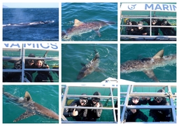 Daily Blog: 28 July 2025 | Shark Cage Diving in South Africa