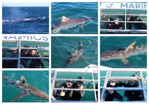 Daily Blog: 28 July 2025 | Shark Cage Diving in South Africa