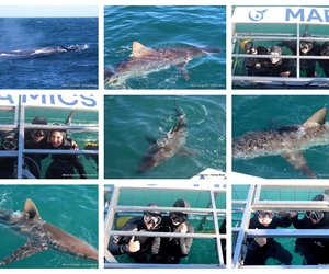 Daily Blog: 28 July 2025 | Shark Cage Diving in South Africa