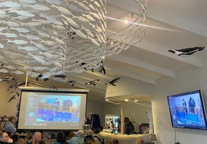 Live Penguin Feeding - Daily at 15:00