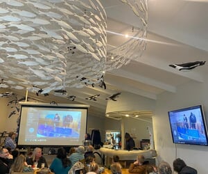 Live Penguin Feeding - Daily at 15:00