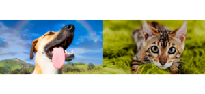 SAWS Joins CPF for Community Walkabout