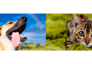 SAWS Joins CPF for Community Walkabout