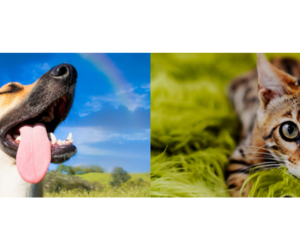 SAWS Joins CPF for Community Walkabout