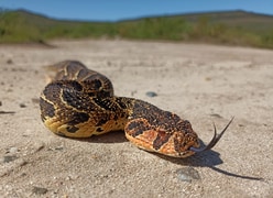 Nature's Warning Signs: Messages from the Fynbos