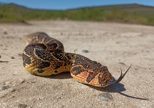 Nature's Warning Signs: Messages from the Fynbos