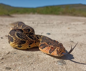 Nature's Warning Signs: Messages from the Fynbos